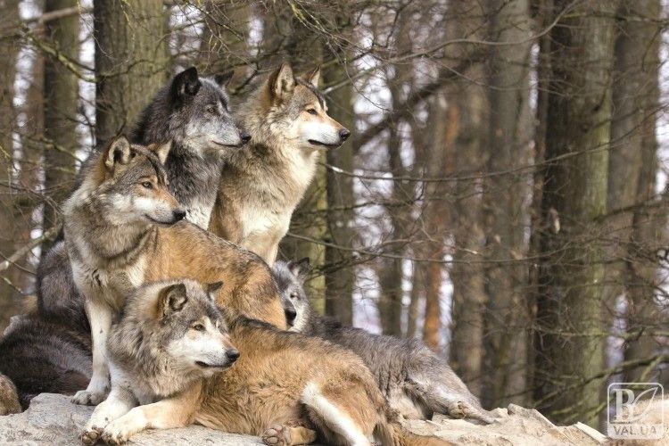 Навколо Києва побільшало вовків