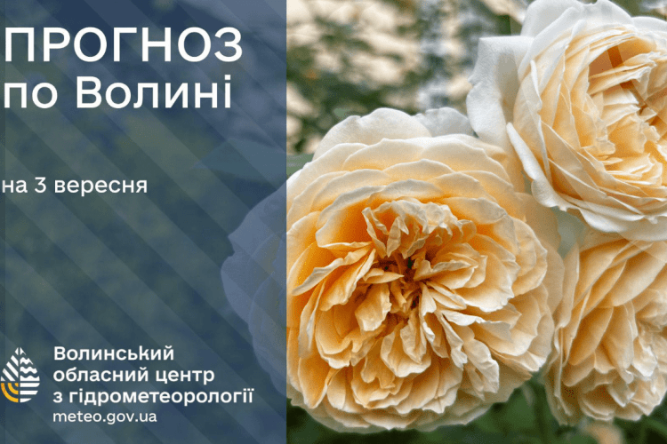 Коли на Волинь повернуться грибні дощі?