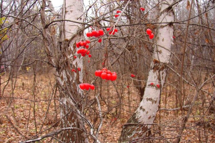 Якою буде погода до кінця тижня на Волині