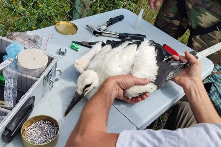 В Шацькому нацпарку львівські науковці кільцювали лелек