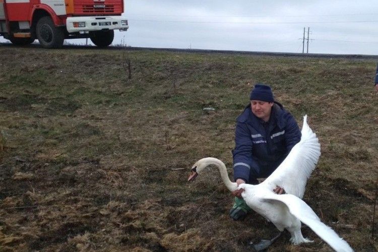 На Волині рятувальники визволили лебедя з браконьєрських сіток
