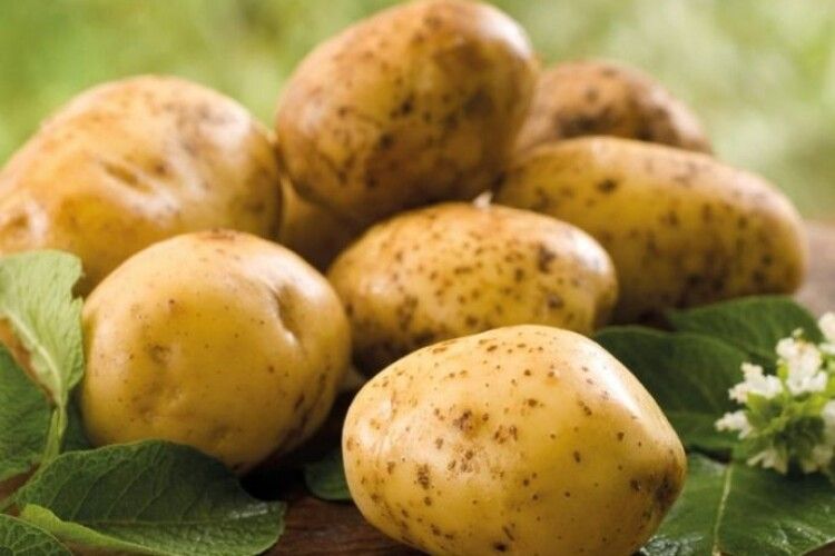 Ціни на молоду картоплю впали до найнижчого за 3 роки рівня