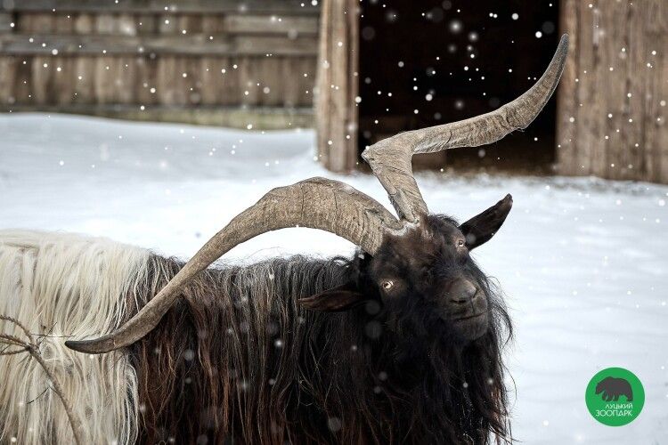 Луцький зоопарк за рік надав допомогу сотням тварин, що потрапили у біду