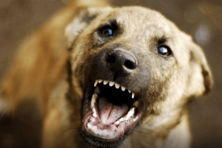 На Волині судили власника пса, який вкусив дівчину за ногу