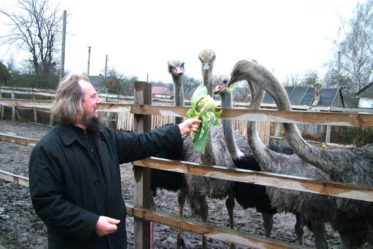 У священика  із Ковельського району вже дванадцятий рік мешкають страуси