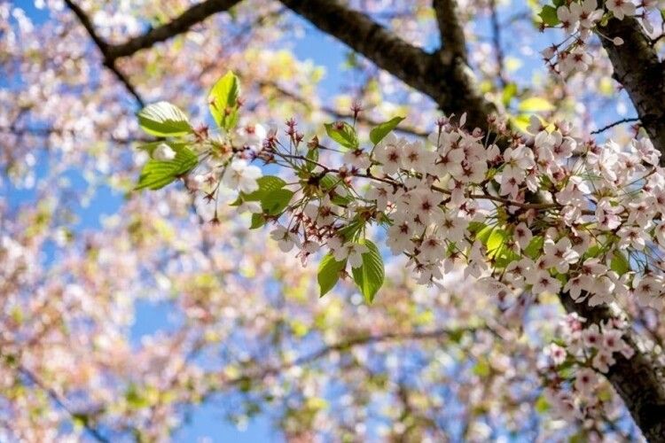 Якою буде погода на Волині 
