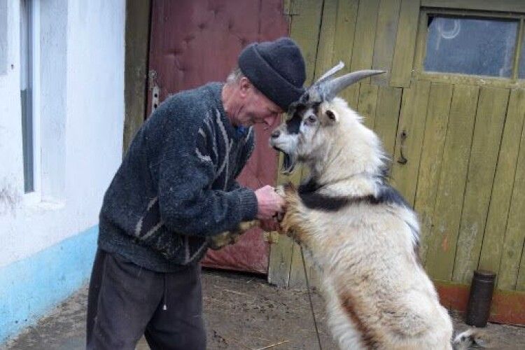 У селі на Волині чоловік викрав козу