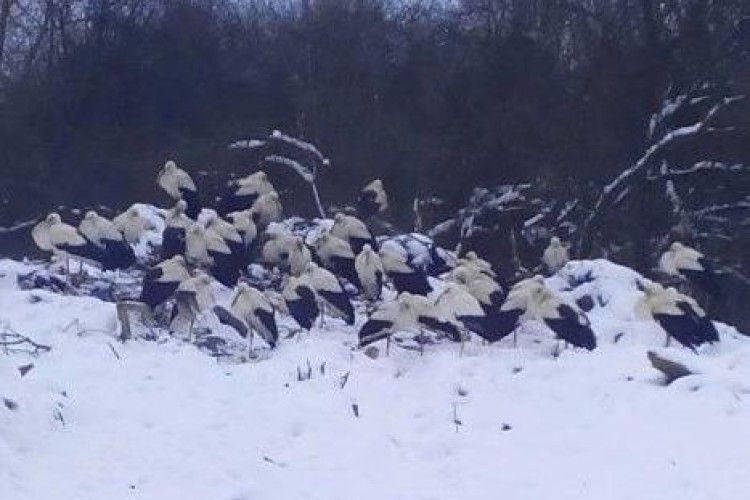 Як допомогти лелекам?