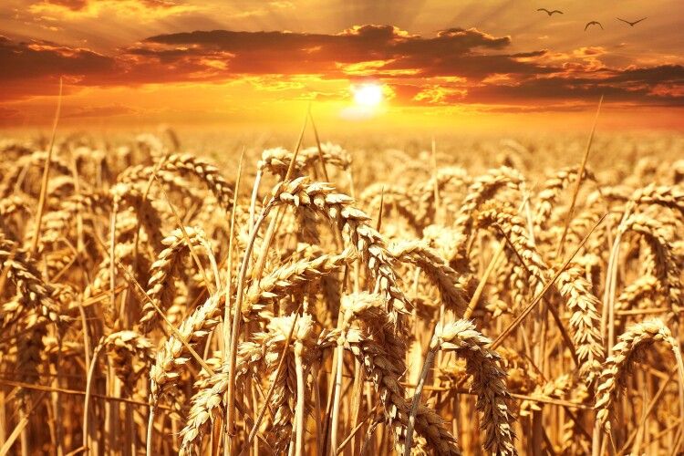 При продажу української пшениці нашу державу грабують двічі: розслідування