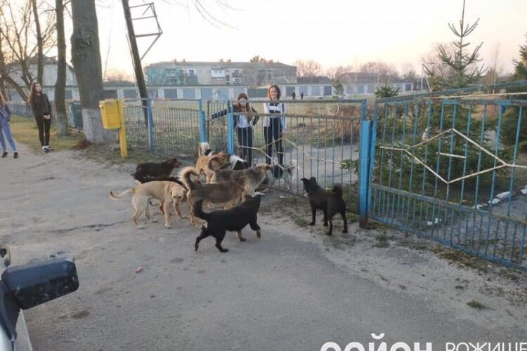 У центрі волинського міста дітей покусали безпритульні собаки