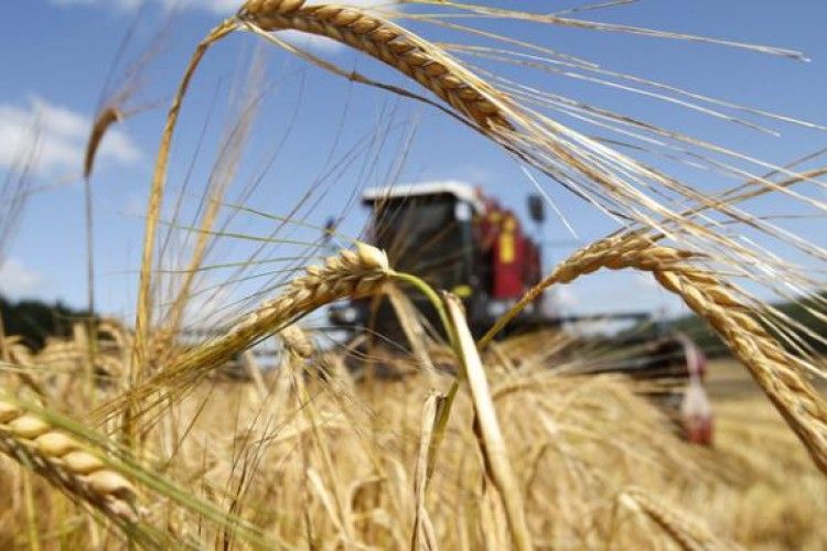Внаслідок аномальної спеки дешевшають фрукти і дорожчає зерно