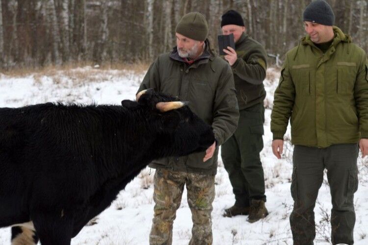 Науковці досліджують здичавілих корів в зоні відчуження (Фото)