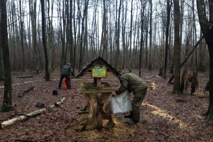 У Шацькому національному парку показали як підгодовують взимку звірів (Фото)