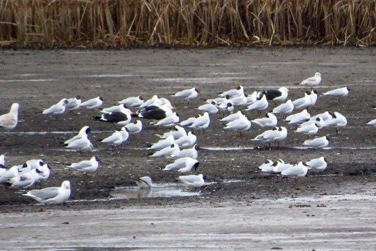 У Цуманській пущі два Максими бачили шість чорнокрилих мартинів (фото)