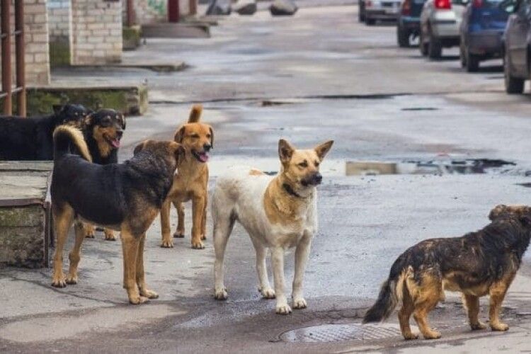 У місті на Волині відловлюють бродячих собак