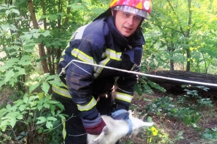 Бійцям ДСНС довелося рятувати козеня, яке провалилося в колодязь (фото)