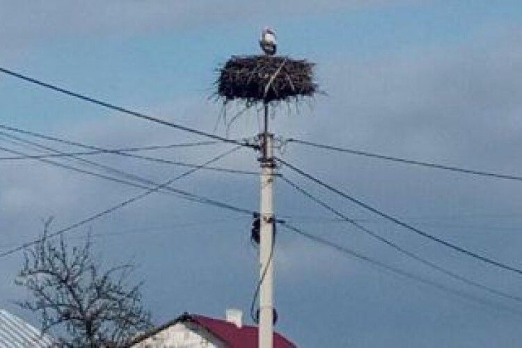 На Любешівщині встановлюють штучні лелечі гнізда