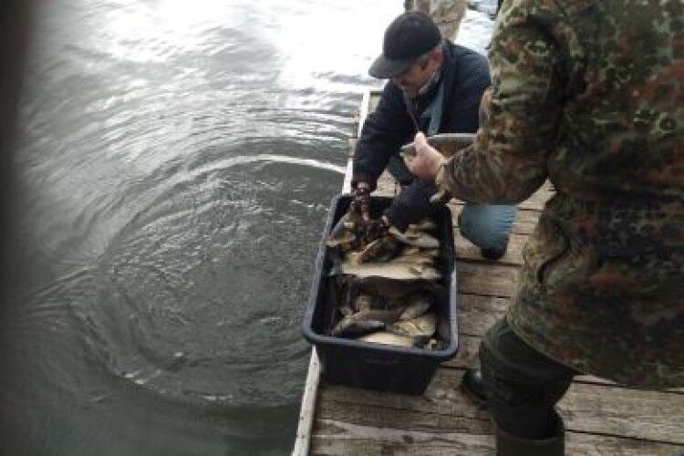 Рибалки-любителі до озера на Волині  випустили 1 700 екземплярів коропа та амура