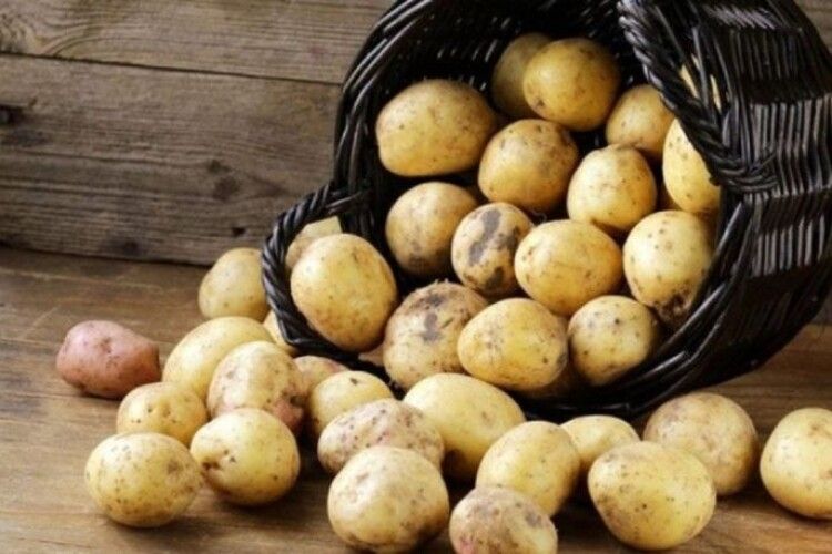 В Україні цьогоріч зберуть картоплі та овочів менше, ніж торік