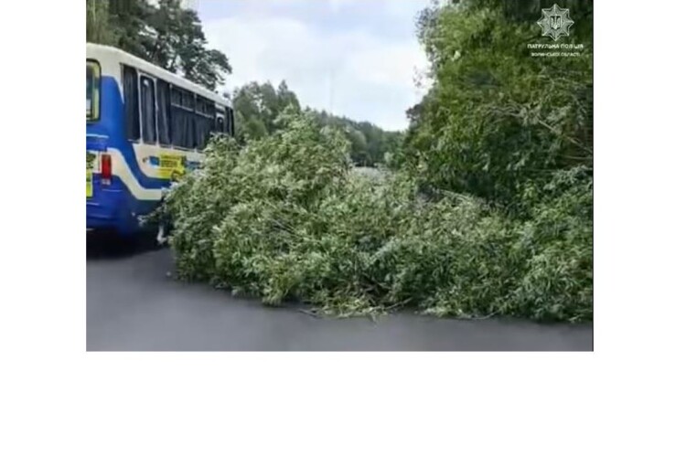 На Волині звалене дерево заблокувало трасу Луцьк – Рівне