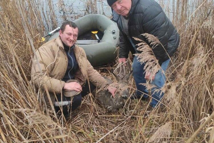 Під Луцьком чоловіки врятували козулю, яка провалилася під лід (Фото)