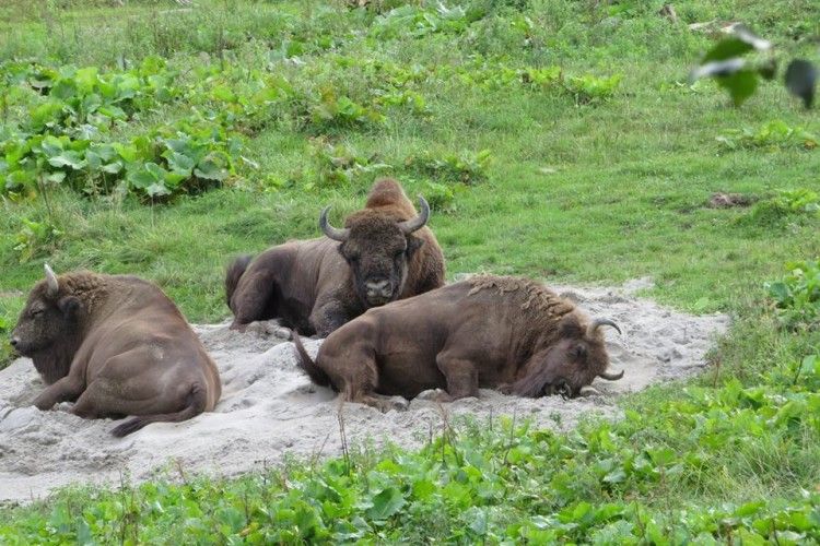 Волинь дружитиме з Підкарпатським воєводством Польщі заради зубрового щастя