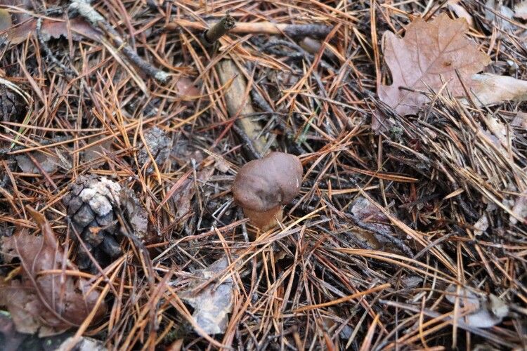 На Волині посеред грудня збирають гриби