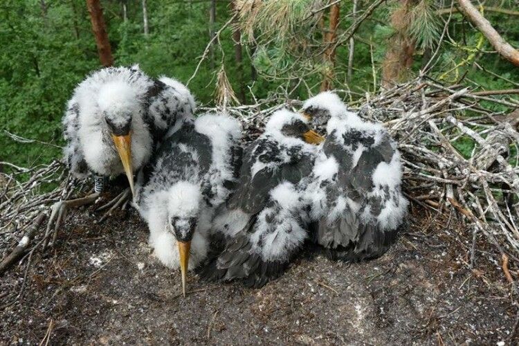 У нацпарку на Волині зменшилась кількість чорних лелек