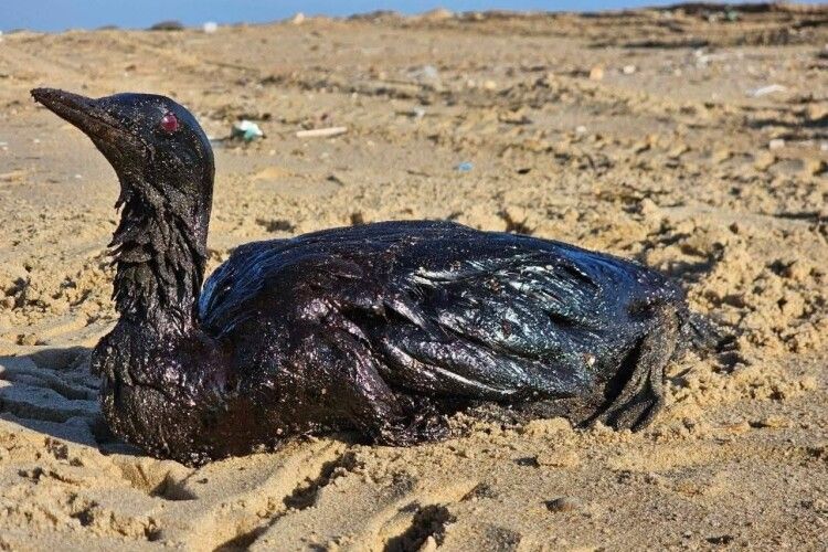 Витік нафти в Чорному морі призвів до загибелі тисяч птахів та сотень дельфінів (Фото)