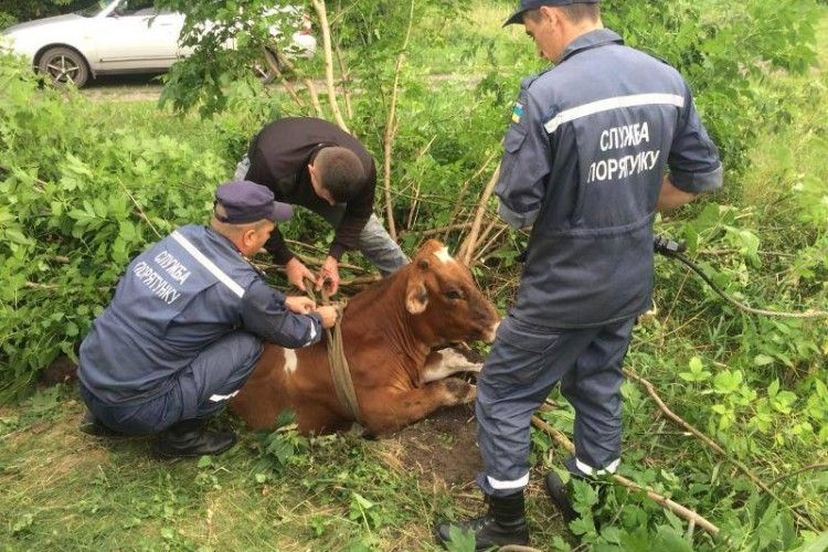 П'ятеро рятувальників вхопилися один за одного... і витягнули з ями корову