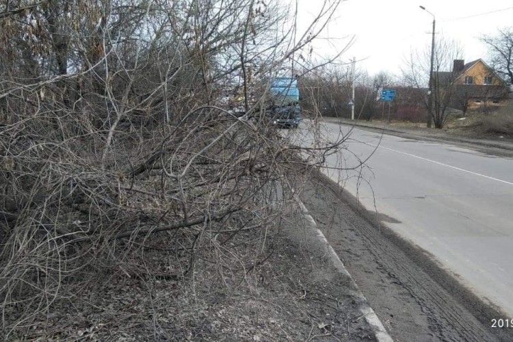 У Луцьку тротуари вже позаростали деревами – скоро й ведмеді з вепрами заведуться?