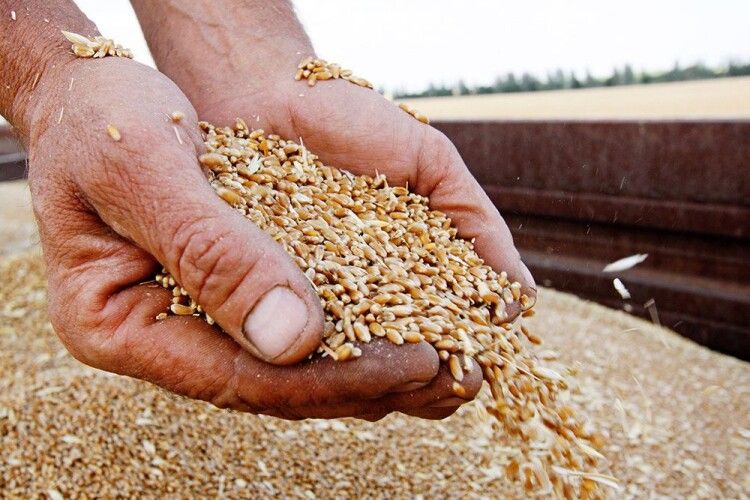 На Запоріжжі окупанти примушують фермерів продавати їм зерно задаремно