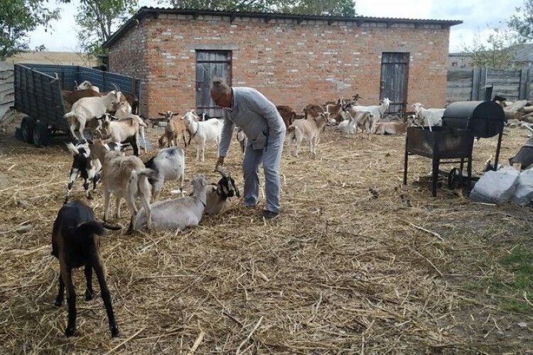 Фермер із Донеччини не може вигодувати кіз, яких перевіз на Волинь