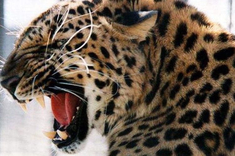 У московському цирку леопард напав на чотирирічну дівчинку