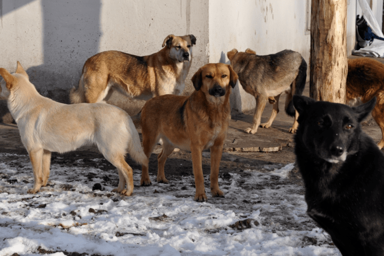 «Ласка» ловитиме бродячих собак у Ківерцях