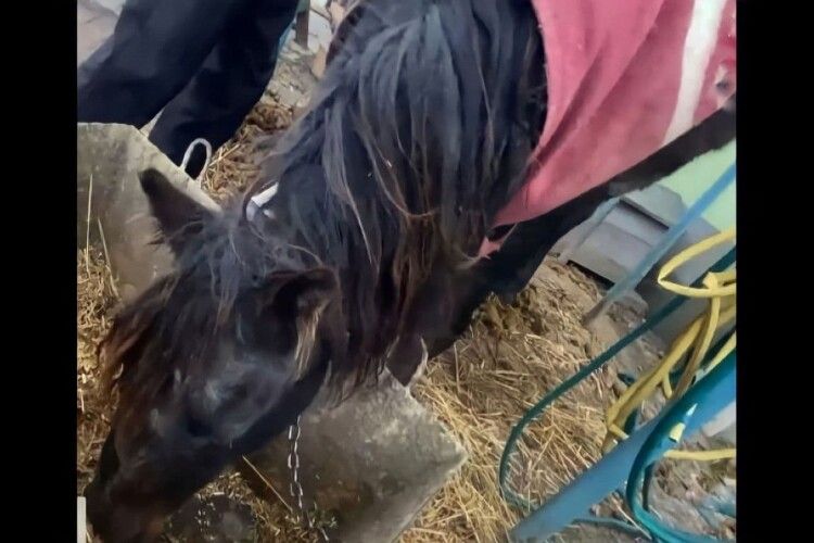 На Рівненщині через сімейні чвари страждає кобила: у справу втрутилися зоозахисники 