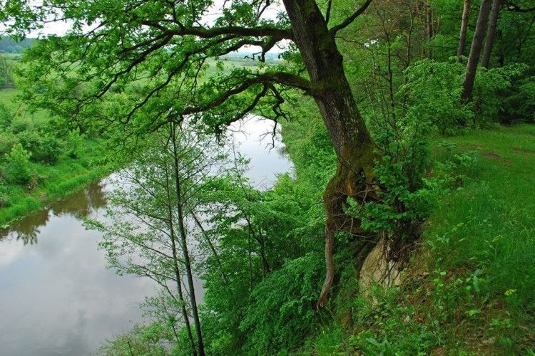 На Горинських крутосхилах завалився легендарний «пізанський дуб»