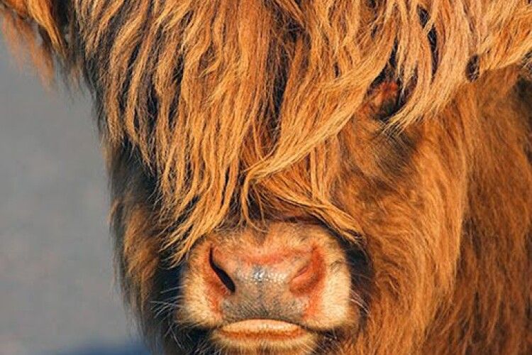 «Цьом-цьом, мій кудлатенький...»: у Рівненському зоопарку руда корова привселюдно чіплялася до бика (Відео)