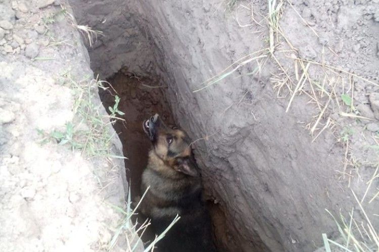 Бійці ДСНС рятували вівчарку, яка опинилася в глибокій ямі