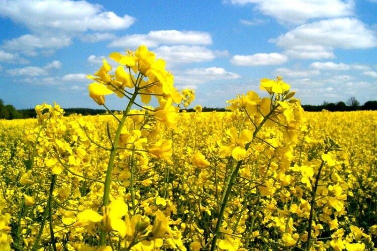 Луцьк долучається до всеукраїнського флешмобу «Квітка ріпаку: Єднаймося заради постраждалих»