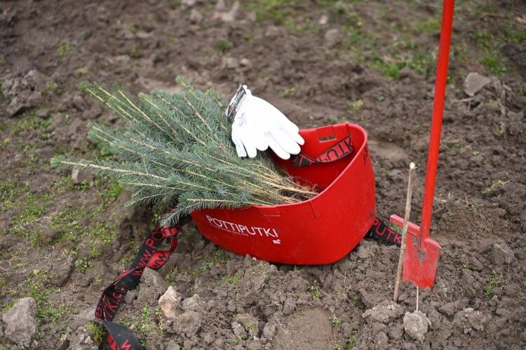 Під Луцьком висадили 500 саджанців колючої ялини