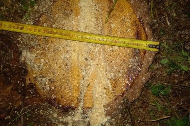На Волині в лісі фотопастки «зловили» зловмисників