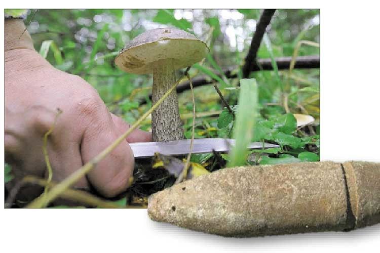 Пішли по гриби — ​знайшли снаряди