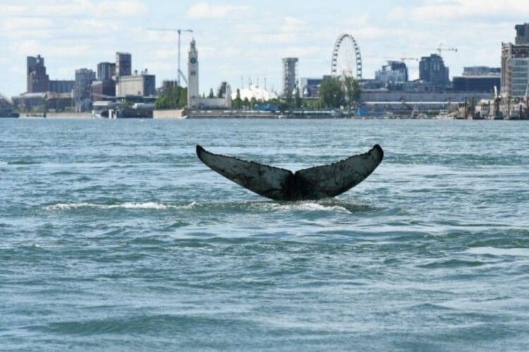 Горбатий кит проплив 400 км річкою і шокував жителів мегаполіса