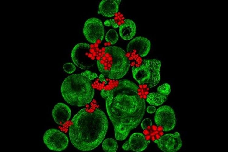 Вчені «намалювали» новорічну ялинку і різдвяний вінок стовбуровими клітинами