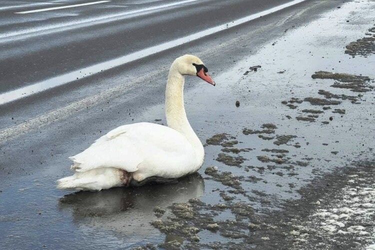 На Волині рятували того, хто не міг покликати на допомогу