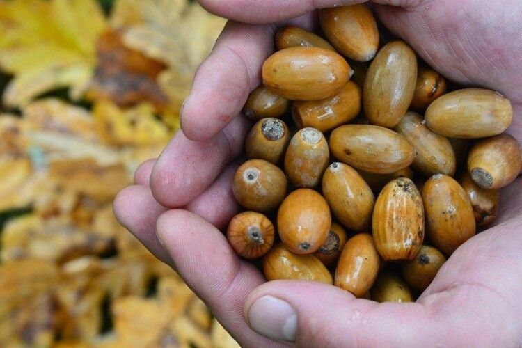 Лісівники Волині передали луганським колегам 1,5 тонни насіння дуба