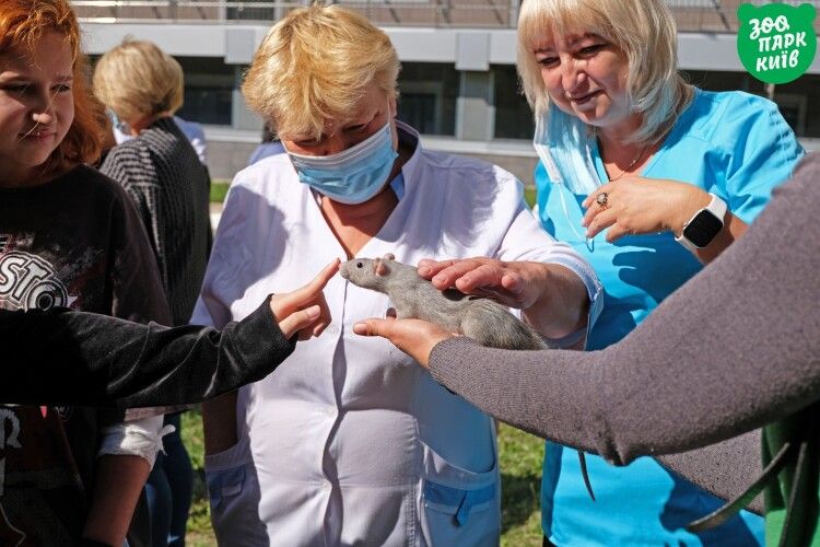 В «Охматдиті» практикують щуро-, хом'яко- та шиншилотерапію (Фото)