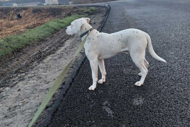 Заготівельник металобрухту та свинини поцупив аргентинського дога