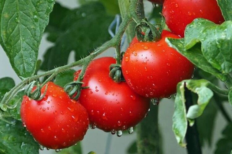 Цього літа українським дачникам доведеться рятувати помідори від нової закордонної зарази